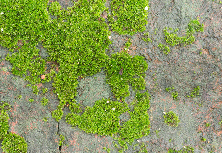 moss on brickの写真素材