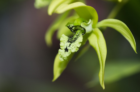 green hybrid cattleya orchidの写真素材