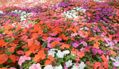 mix color of Madagascar periwinkleの写真素材