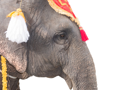 head of elephant on white backgroundの写真素材