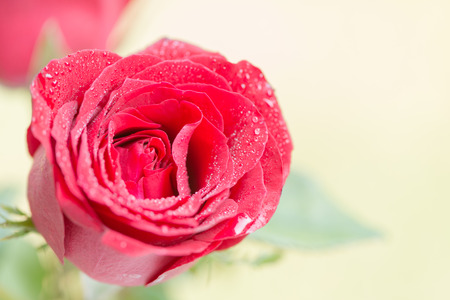 water drops on the red rose petals.の写真素材