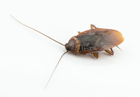 Close up cockroach isolated on whiteの写真素材