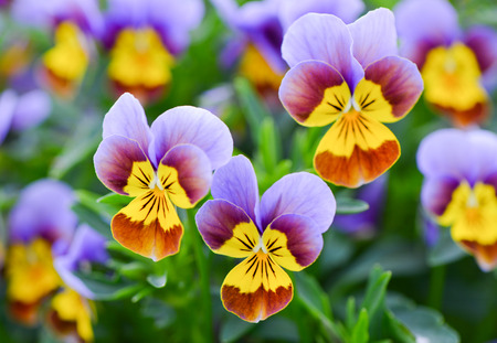 Tricolor pansy flower plant natural background, summer timeの写真素材