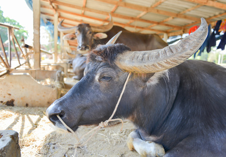 Thai buffalo in farm