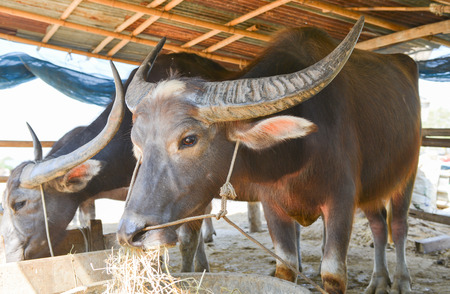 Thai white buffalo eating dry grass in farm