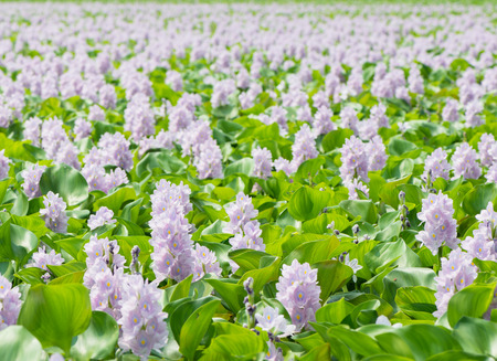Flower of Water Hyacinth field in Thailandの写真素材