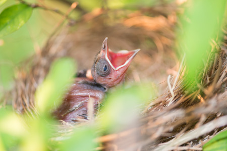 Hungry baby bird in a nest wanting the mother to come and feed themの写真素材