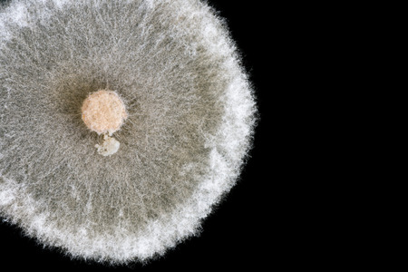 macro of fungi on petri dish