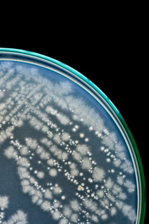 macro of bacteria on petri dish.の写真素材