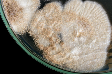 macro of fungi on petri dish
