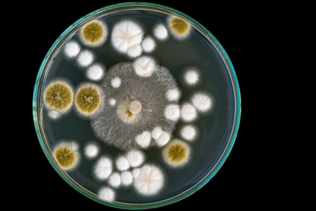 macro of fungi on petri dish