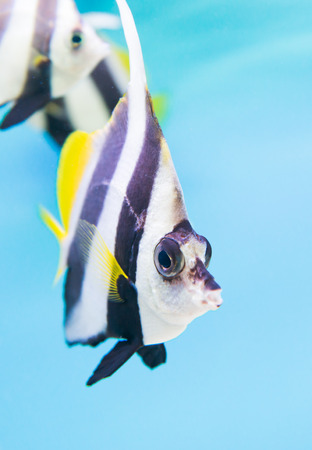 A colorful tropical copperband butterflyfish, Chelmon rostratus on blue backgroundの写真素材
