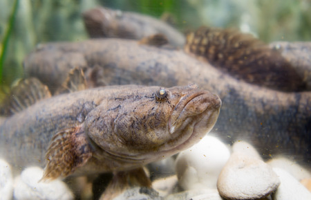 oxyeleotris marmoratus, goby fish in Thailandの写真素材