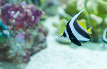 A colorful tropical copperband butterflyfish, Chelmon rostratus in Thailandの写真素材