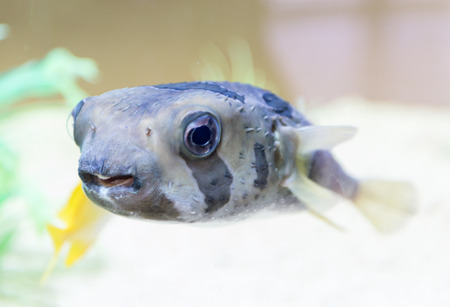 Giant Puffer Fish, Galapagos in Thailandの写真素材