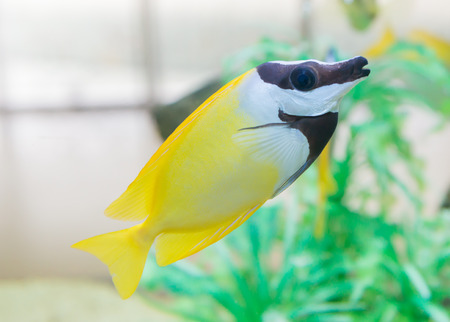 cute yellow tang swimming in aquariumの写真素材