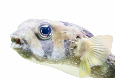 Giant Puffer Fish, Galapagos isolated on whiteの写真素材