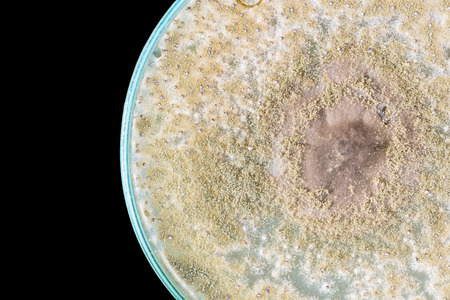 macro of fungi on petri dish isolated on black backgroundの写真素材