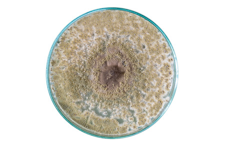 macro of fungi on petri dish isolated on white backgroundの写真素材