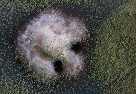 macro of green fungi on petri dishの写真素材