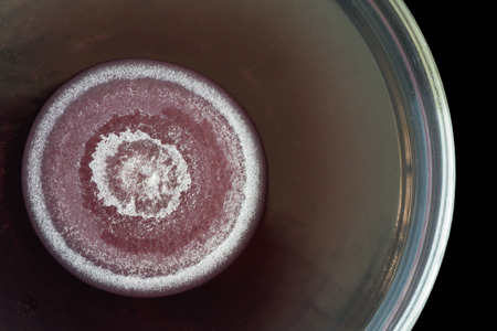 macro of red fungi on petri dish isolated on black background