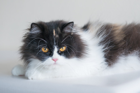 Cute black and white Persian Catの写真素材