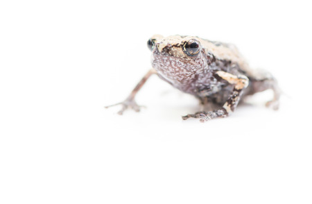 baby frog isolated on white focus on eye