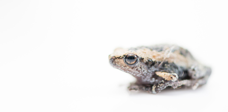 baby frog isolated on white focus on eye