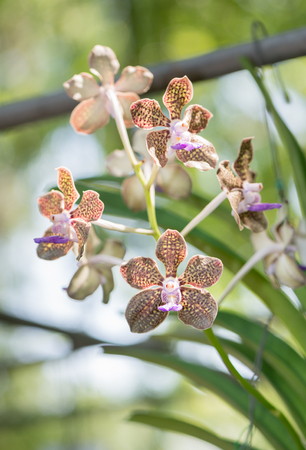 brown hybrid vanda orchid bloomingの写真素材