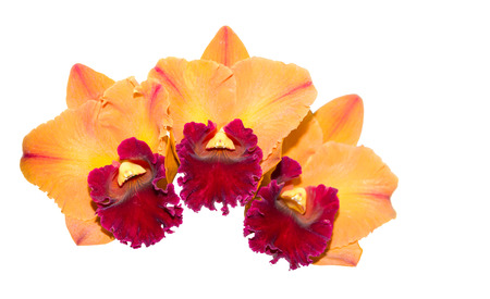 Hybrid orange and red cattleya orchid flower isolated on whiteの写真素材