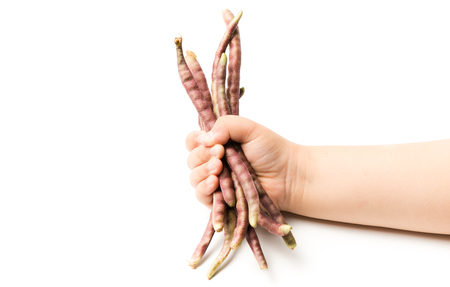purple cowpea in little hand isolated on whiteの写真素材