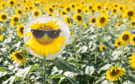 sunflower wear sunglasses and hatの写真素材