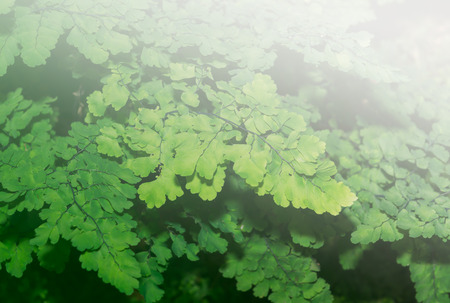 Lush Adiantum capillus-veneris, also known as Southern maidenhair fern, black maidenhair fern, maidenhair fern,or venus hair fern, on sweet toneの写真素材