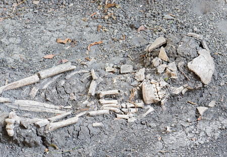 Ancient human foot bone in soilの写真素材