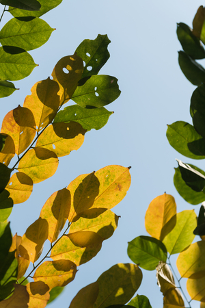 autumn dry leaves on sky backgroundの写真素材