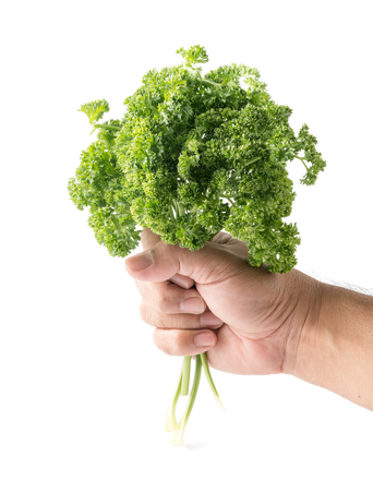 fresh parsley in hand man isolated on whiteの写真素材