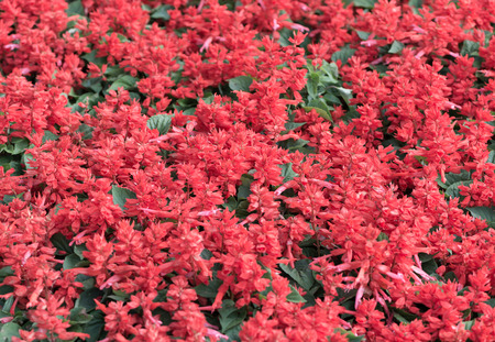 red Salvia flower in garden