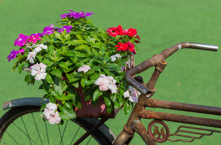 Mix colour Madagascar Periwinkle  flower in basket vintage bicycle.の写真素材
