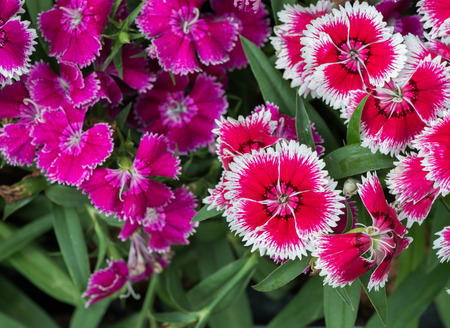 red Dianthus flower on top viewの写真素材