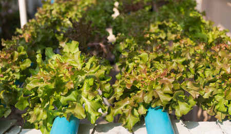 green oak hydroponic plant in nursery.