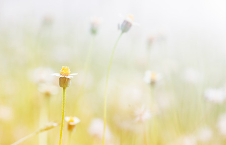 flower grass on sweet tone, selective focusの写真素材