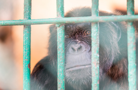 sad chimpanzee monkey in cageの写真素材
