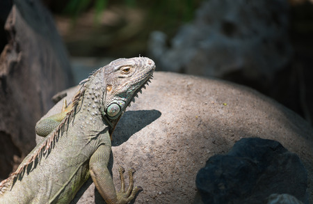 lizard iguana sunbathe on rockの写真素材