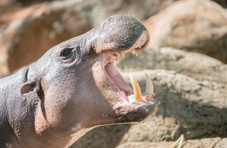 young hippopotamus open mouth.