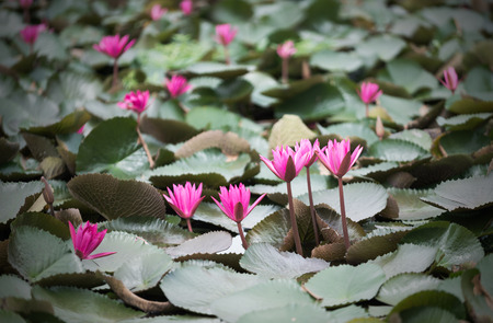 pink lotus flower in pondの写真素材