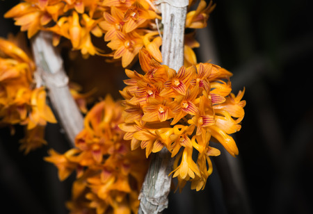 small orange Dendrobium orchid flower on black background.の写真素材