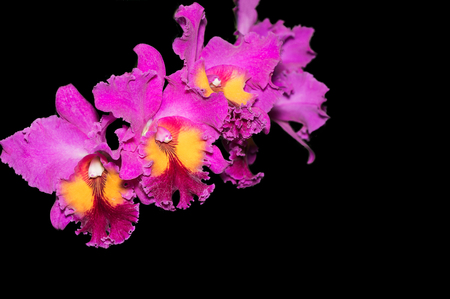 Hybrid vivid pink cattleya orchid flower isolated on black backgroundの写真素材
