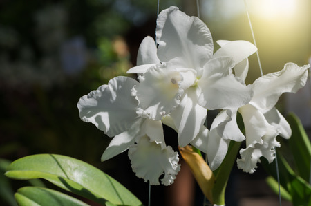 closed up of beautiful white cattleya orchid flower with sunlight.の写真素材