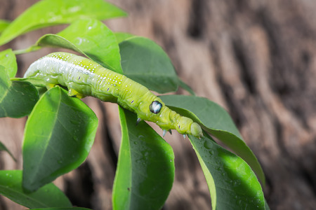 Colored caterpillar or green worm, Daphnis nerii eating leaf on wood background.