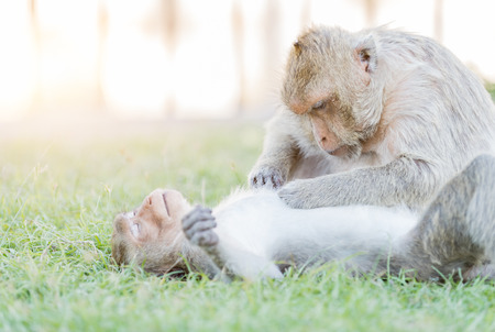 Male monkey find tick with female monkey on grass.